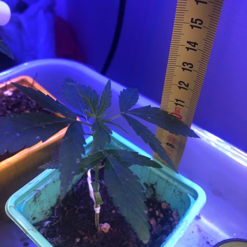 Génétique inconnue growlog timeline photo