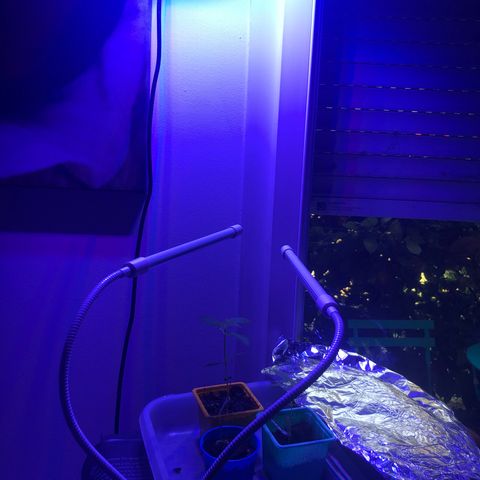 Génétique inconnue growlog timeline photo