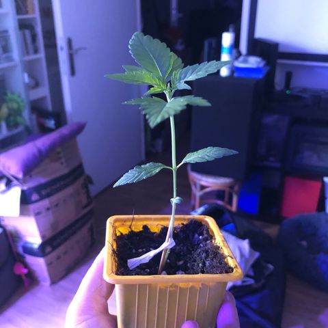 Génétique inconnue growlog timeline photo