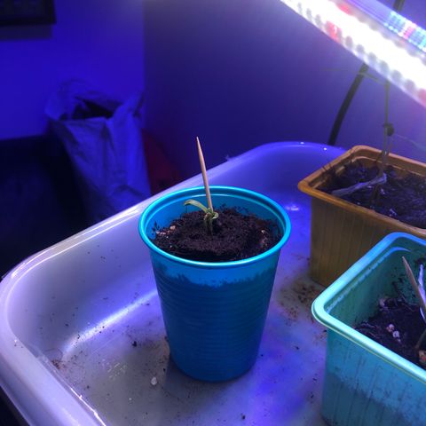 Génétique inconnue growlog timeline photo