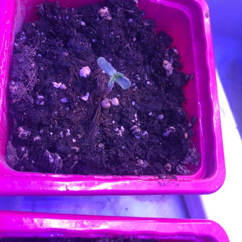Génétique inconnue growlog timeline photo