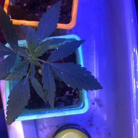 Génétique inconnue growlog timeline photo