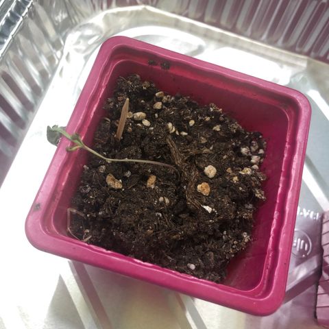 Génétique inconnue growlog photo: Arrosage , couper chaleur à 27* pour les grandes, arrosage puis dehors pour sauver petite rose morte 