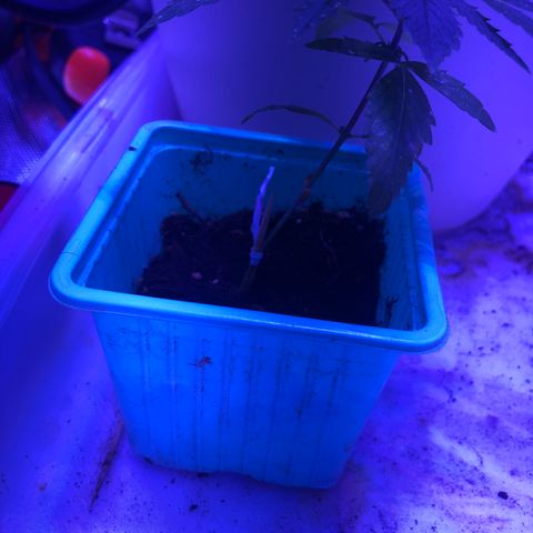 Génétique inconnue growlog photo: Arrosage , couper chaleur à 27* pour les grandes, arrosage puis dehors pour sauver petite rose morte 