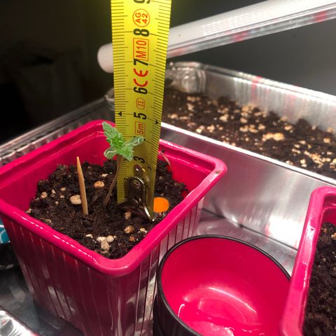 Génétique inconnue growlog photo: Arrosage , couper chaleur à 27* pour les grandes, arrosage puis dehors pour sauver petite rose morte 