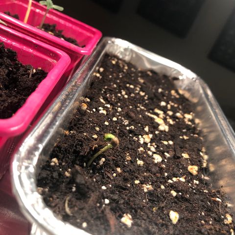 Génétique inconnue growlog photo: Arrosage , couper chaleur à 27* pour les grandes, arrosage puis dehors pour sauver petite rose morte 