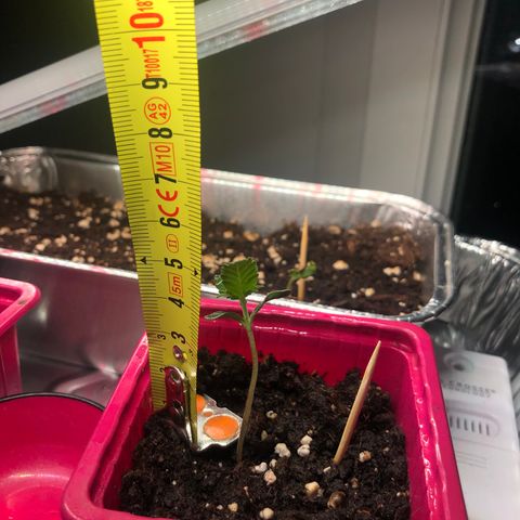 Génétique inconnue growlog photo: Arrosage , couper chaleur à 27* pour les grandes, arrosage puis dehors pour sauver petite rose morte 