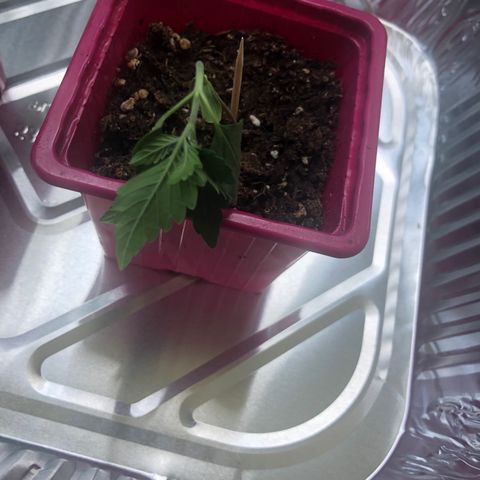 Génétique inconnue growlog photo: Arrosage , couper chaleur à 27* pour les grandes, arrosage puis dehors pour sauver petite rose morte 