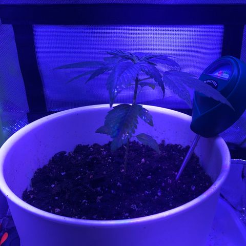 Génétique inconnue growlog photo: Arrosage , couper chaleur à 27* pour les grandes, arrosage puis dehors pour sauver petite rose morte 