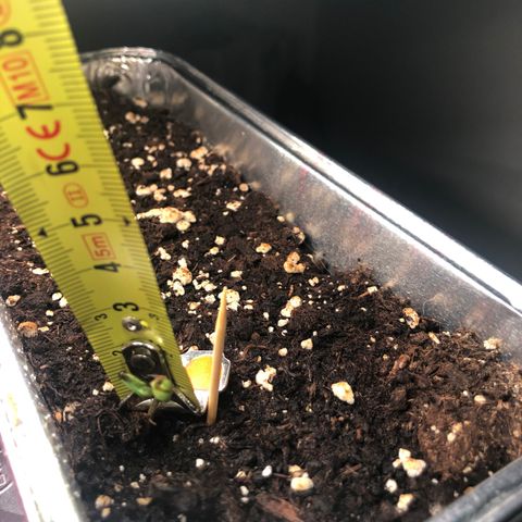 Génétique inconnue growlog photo: Arrosage , couper chaleur à 27* pour les grandes, arrosage puis dehors pour sauver petite rose morte 