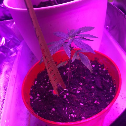 Génétique inconnue growlog photo: Arrosage , couper chaleur à 27* pour les grandes, arrosage puis dehors pour sauver petite rose morte 