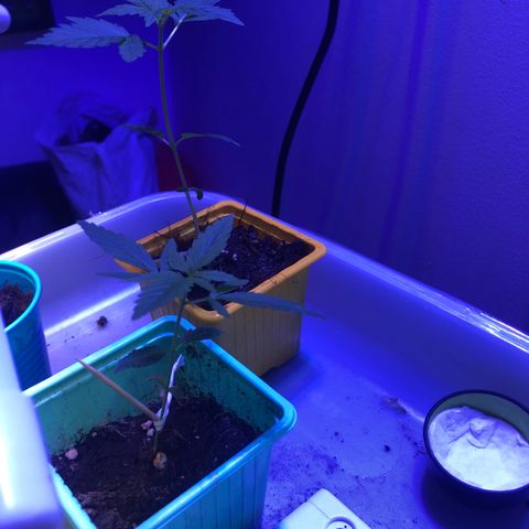 Génétique inconnue growlog timeline photo