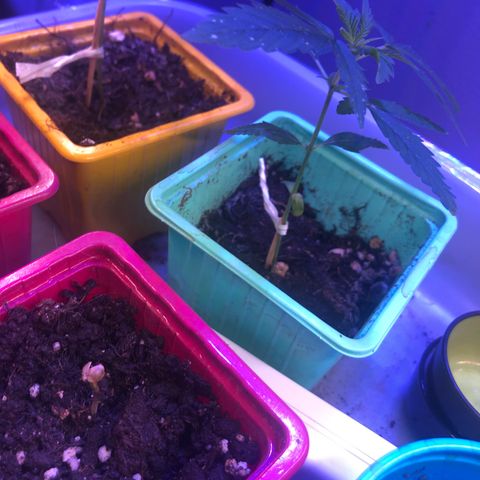 Génétique inconnue growlog timeline photo