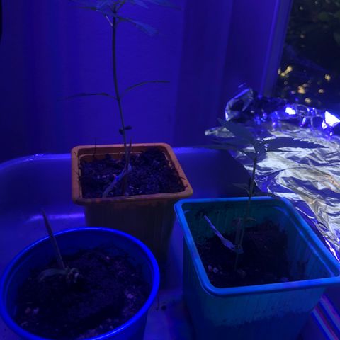 Génétique inconnue growlog timeline photo