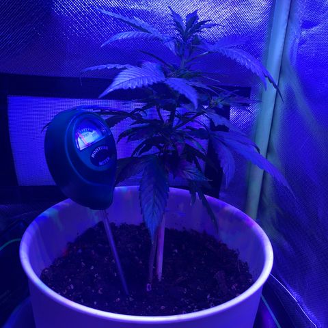 Génétique inconnue growlog photo: 25 cm 
Nuit sans ventilateur et arrosage la veille 2x 0,5 litres 
