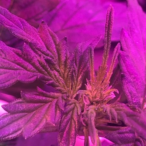 Génétique inconnue growlog timeline photo
