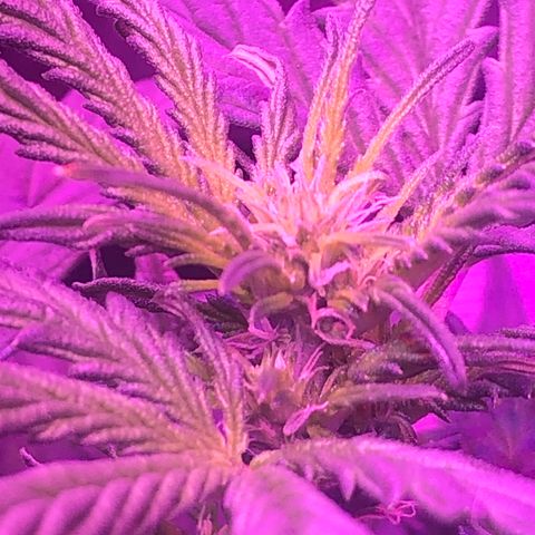 Génétique inconnue growlog timeline photo