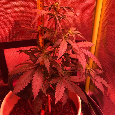 Génétique inconnue growlog timeline photo