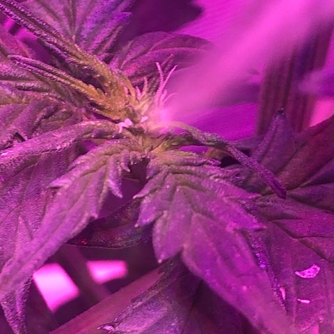 Génétique inconnue growlog timeline photo