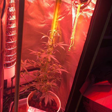 Génétique inconnue growlog photo: 52 cm 