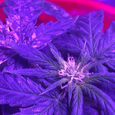 Génétique inconnue growlog timeline photo