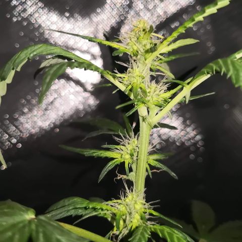 Génétique inconnue growlog timeline photo