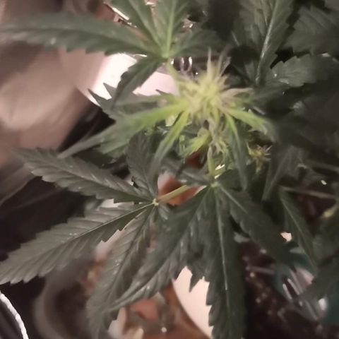 Génétique inconnue growlog timeline photo