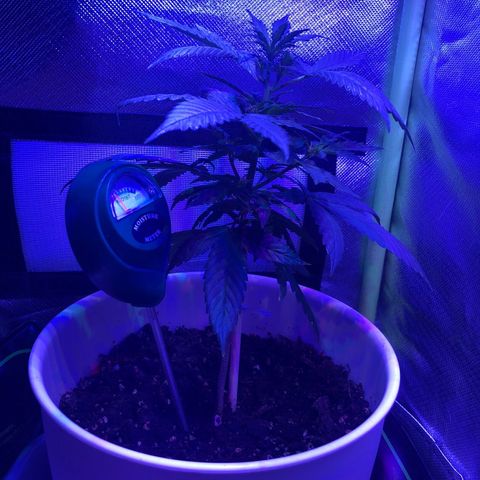 Génétique inconnue growlog timeline photo