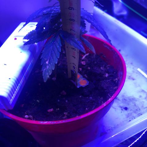 Génétique inconnue growlog timeline photo