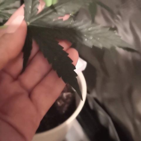 Génétique inconnue growlog timeline photo