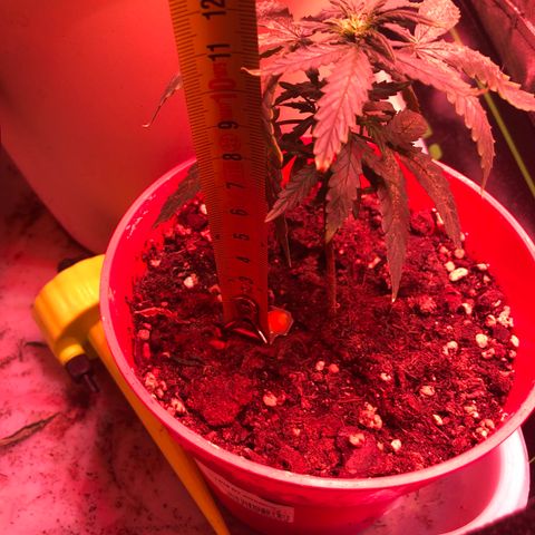 Génétique inconnue growlog timeline photo