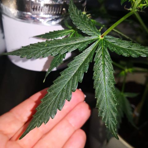 Génétique inconnue growlog timeline photo