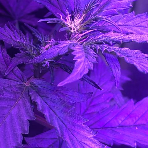 Génétique inconnue growlog timeline photo