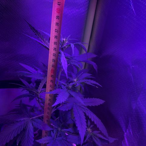 Génétique inconnue growlog timeline photo
