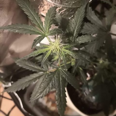 Génétique inconnue growlog timeline photo
