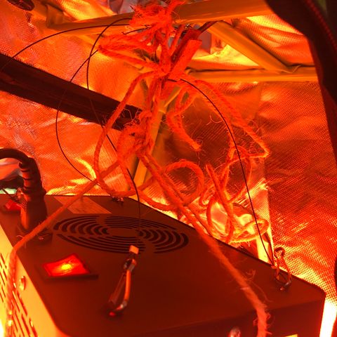 Génétique inconnue growlog photo: 52 cm 