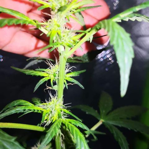Génétique inconnue growlog timeline photo