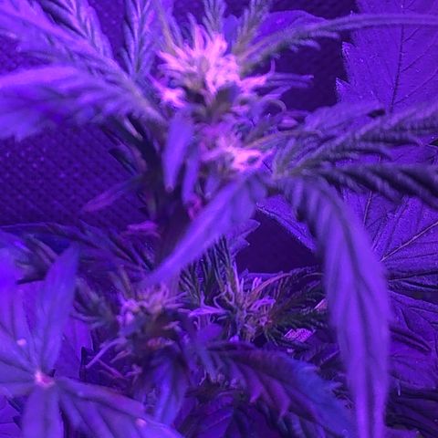 Génétique inconnue growlog timeline photo