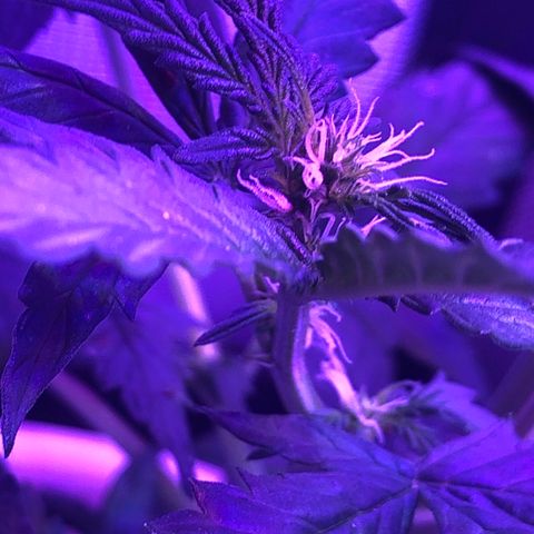 Génétique inconnue growlog timeline photo