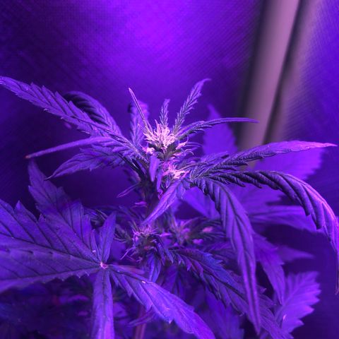 Génétique inconnue growlog timeline photo
