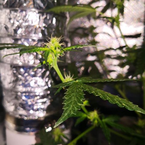 Génétique inconnue growlog timeline photo
