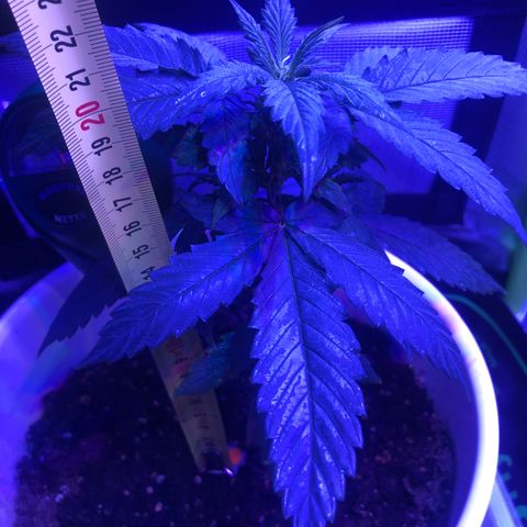 Génétique inconnue growlog timeline photo