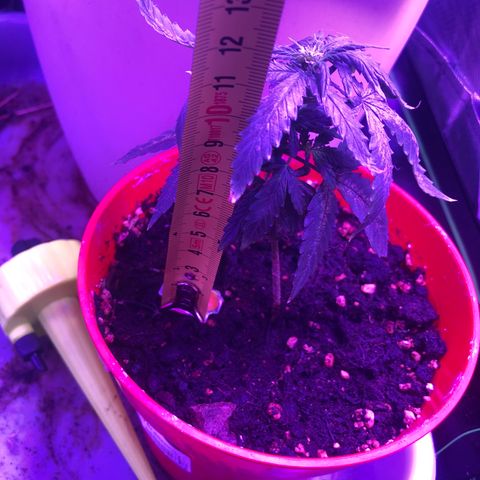 Génétique inconnue growlog timeline photo