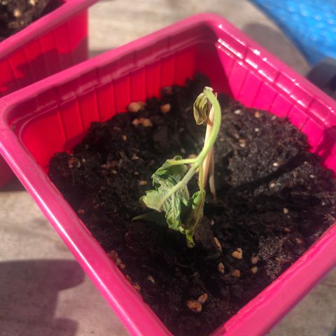 Génétique inconnue growlog timeline photo