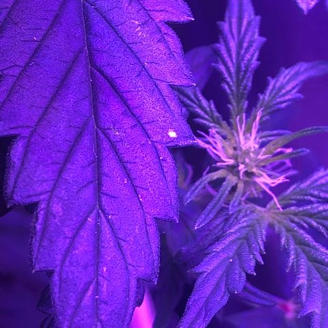 Génétique inconnue growlog timeline photo