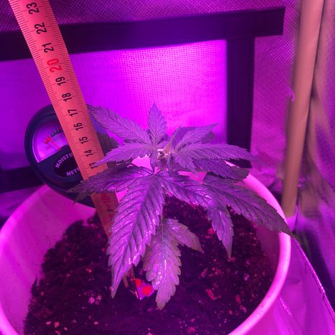 Génétique inconnue growlog timeline photo