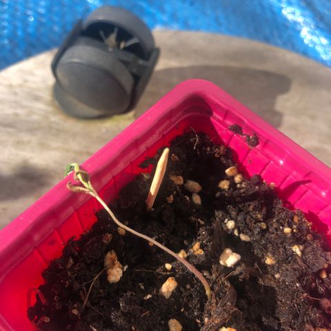 Génétique inconnue growlog timeline photo