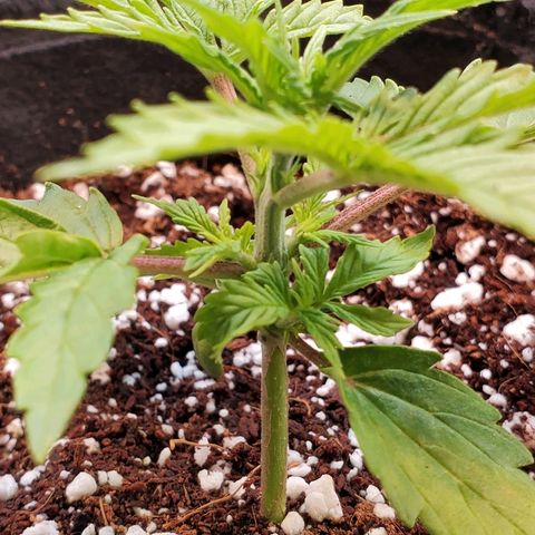 Strawberry cheese growlog timeline photo
