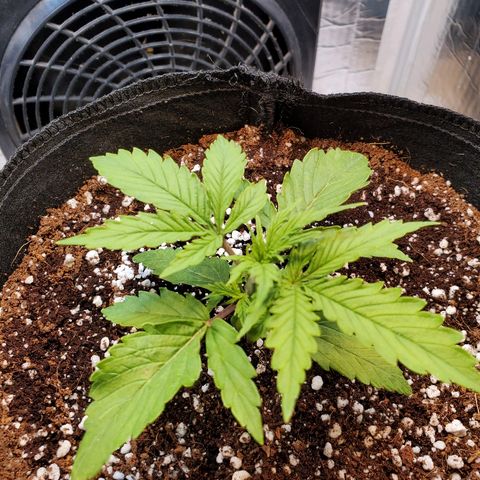 Strawberry cheese growlog timeline photo