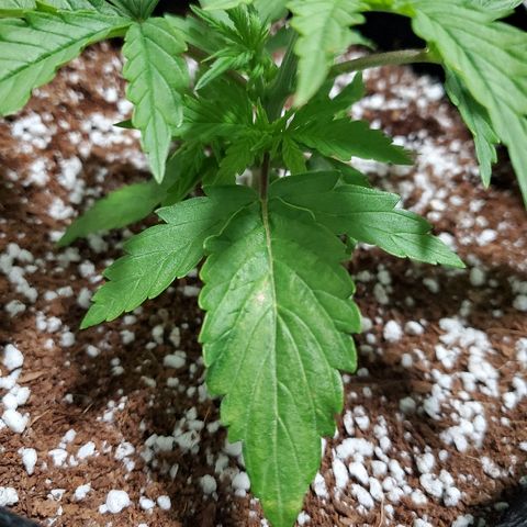 Strawberry cheese growlog timeline photo